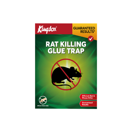 Rat Killing Glue Trap 200Rs